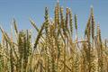 Triticum aestivum